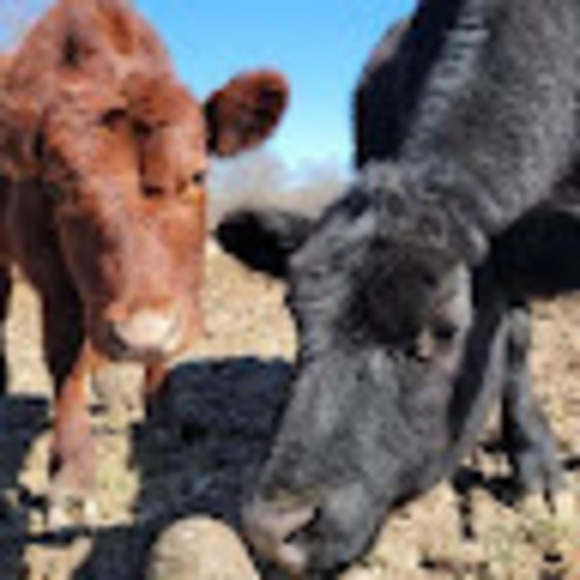 Meet your Posher, Mackenzi - Picture 1 of 1